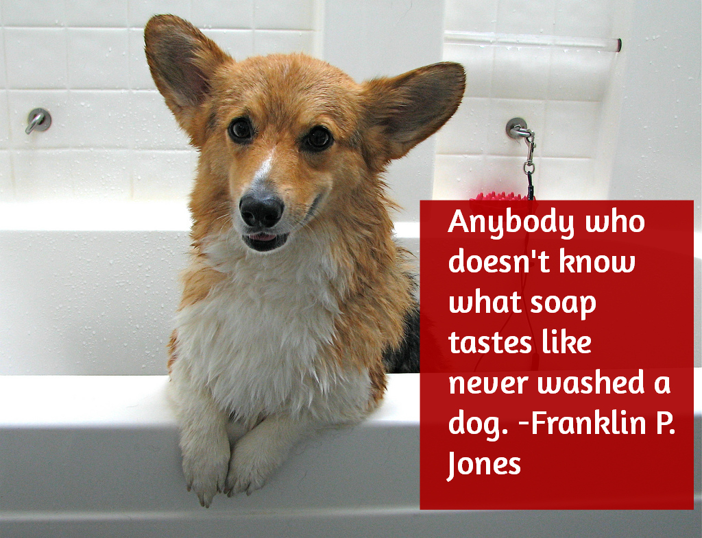 corgi bath quote