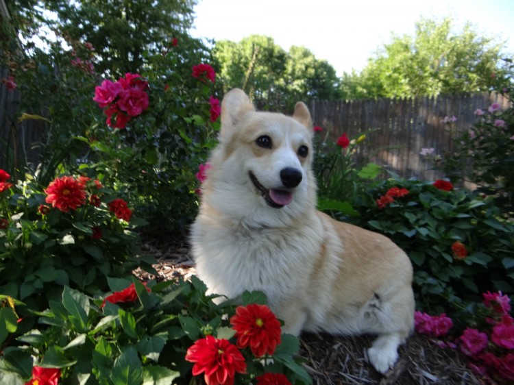 corgi in garden