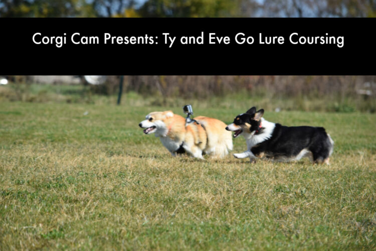 ty and eve video