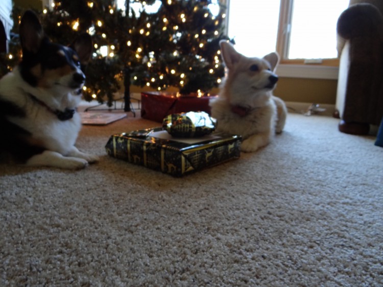 corgi christmas tree gifts