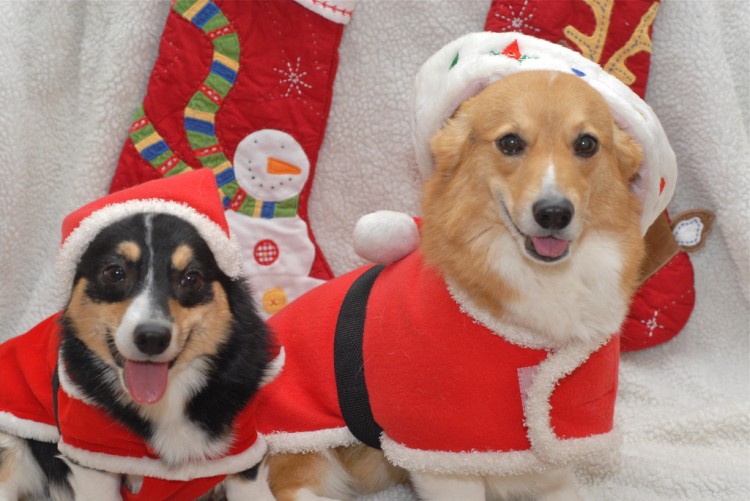 corgis dressed up for christmas