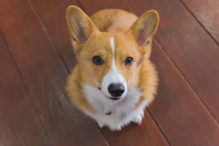 cute corgi