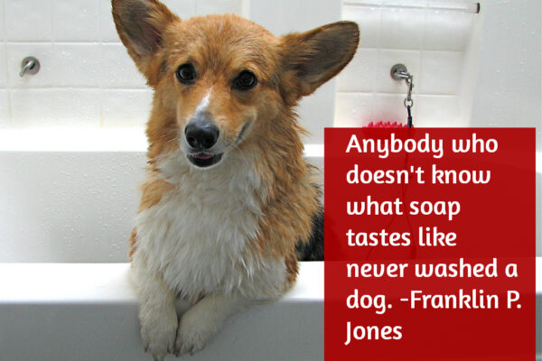 Corgi Bath
