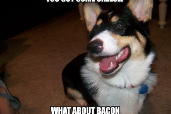 Corgi Wants Cheese