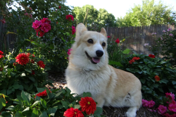 Corgi In the Garden