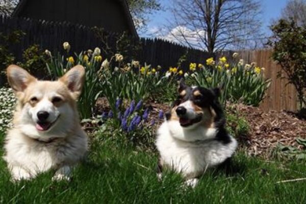 Jigsaw Puzzle: Corgis in the Garden