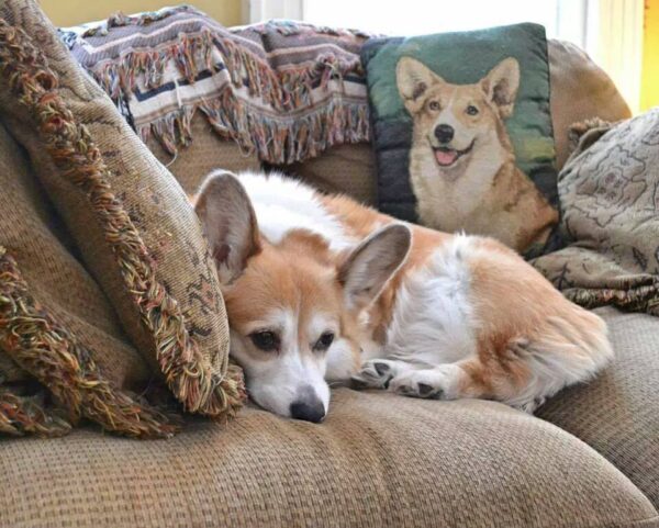 Corgi Tru resting