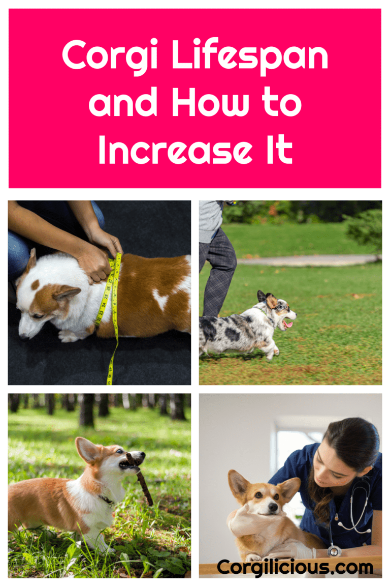 Inspiring How Long Does A Corgi Live Images
