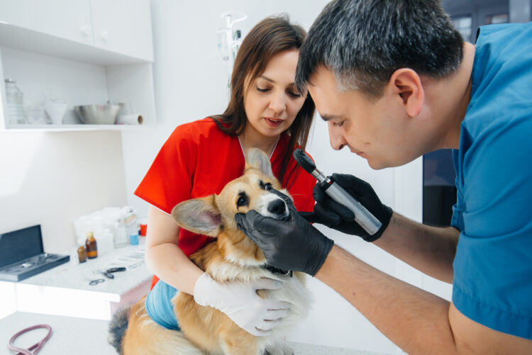 vet checking corgi for eye disease