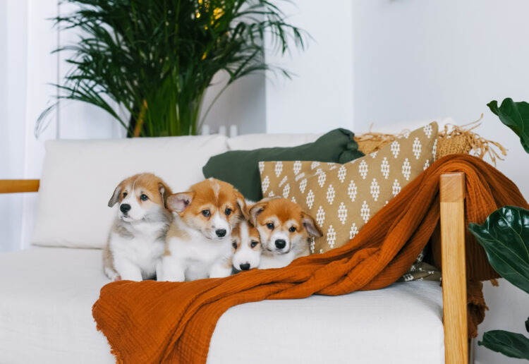 Cute Corgi Puppies without Scams
