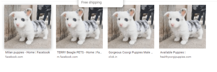 website photos of fake opuppy